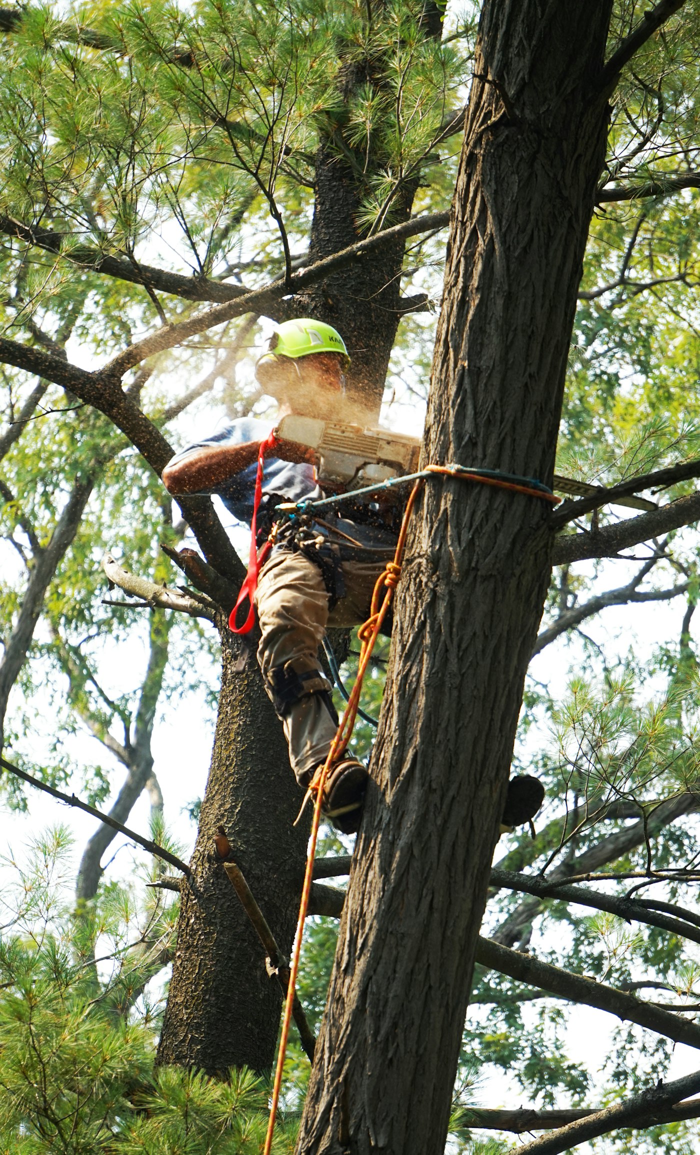 Tree trimming