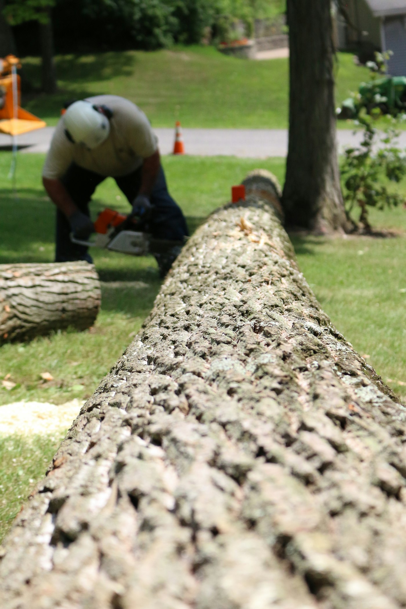 Tree removal cleanup
